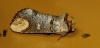 Phalera bucephala