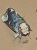 Phalera bucephala