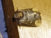 Phalera bucephala