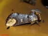 Phalera bucephala
