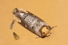 Phalera bucephala