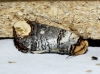 Phalera bucephala