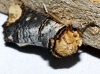 Phalera bucephala