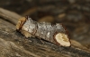 Phalera bucephala