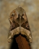 Phlogophora meticulosa