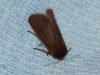 Phragmatobia fuliginosa