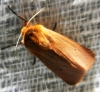 Phragmatobia fuliginosa