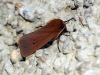 Phragmatobia fuliginosa