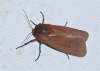 Phragmatobia fuliginosa
