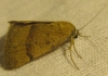 Phytometra sanctiflorentis