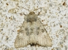 Polymixis dubia