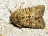 Polyphaenis sericata