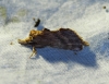 Pterostoma palpina
