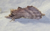 Pterostoma palpina