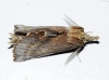Pterostoma palpina
