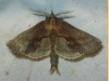 Pterostoma palpina