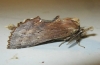Pterostoma palpina