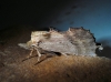 Pterostoma palpina