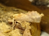 Pterostoma palpina