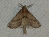 Pterostoma palpina