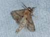 Pterostoma palpina
