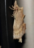 Pterostoma palpina