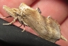 Pterostoma palpina