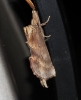 Pterostoma palpina