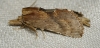 Pterostoma palpina