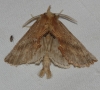 Pterostoma palpina