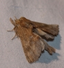 Pterostoma palpina