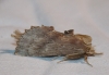 Pterostoma palpina