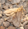 Pterostoma palpina