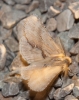Pterostoma palpina