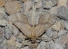 Pterostoma palpina