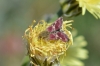 Schinia cardui