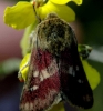 Schinia cardui