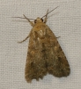 Spodoptera exigua