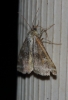 Synthymia fixa