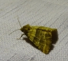 Synthymia fixa
