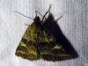 Synthymia fixa