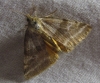 Synthymia fixa