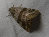Synthymia fixa