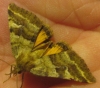 Synthymia fixa