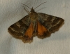 Synthymia fixa