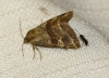 Synthymia fixa