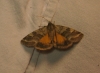 Synthymia fixa