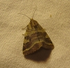 Synthymia fixa