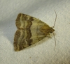 Synthymia fixa