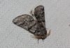 Thaumetopoea pityocampa
